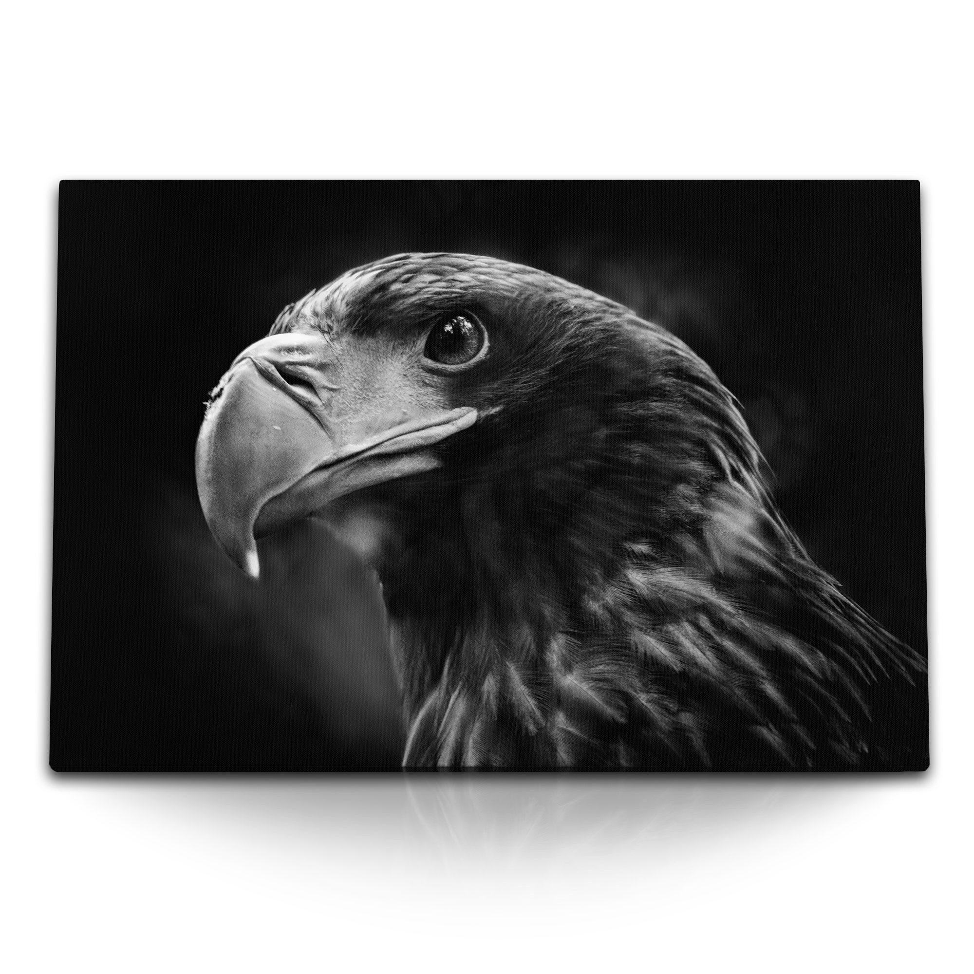 Leinwandbild 120x80cm Wandbild auf Leinwand Riesenseeadler Adler Raubvogel Schwarz