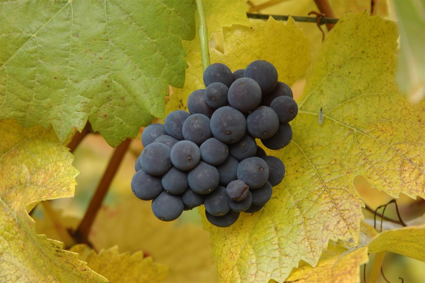 Pflanzen für Dich Obstpflanze Vitis vinifera Muscat bleu, 1 St., Muscat bleu, Weinrebe, blaue Trauben, pilzresistent