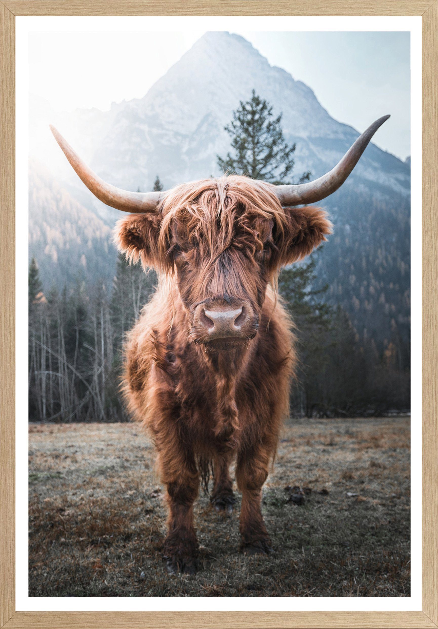 Bönninghoff Bild mit Rahmen Hochlandrind, Kuhbilder (1 St), BxH: 50x70 cm
