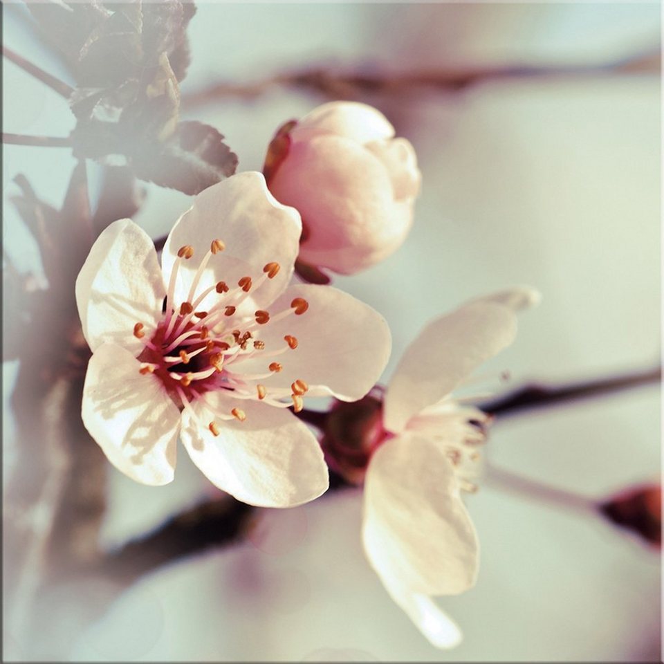 Kirschblüten artissimo vormontierten Glasbild Glasbild (freischwebender inkl. Blumen: pastell, Abstandshaltern Kirschblüten, Blumen Bild 30x30cm und Metallaufhängern Look)
