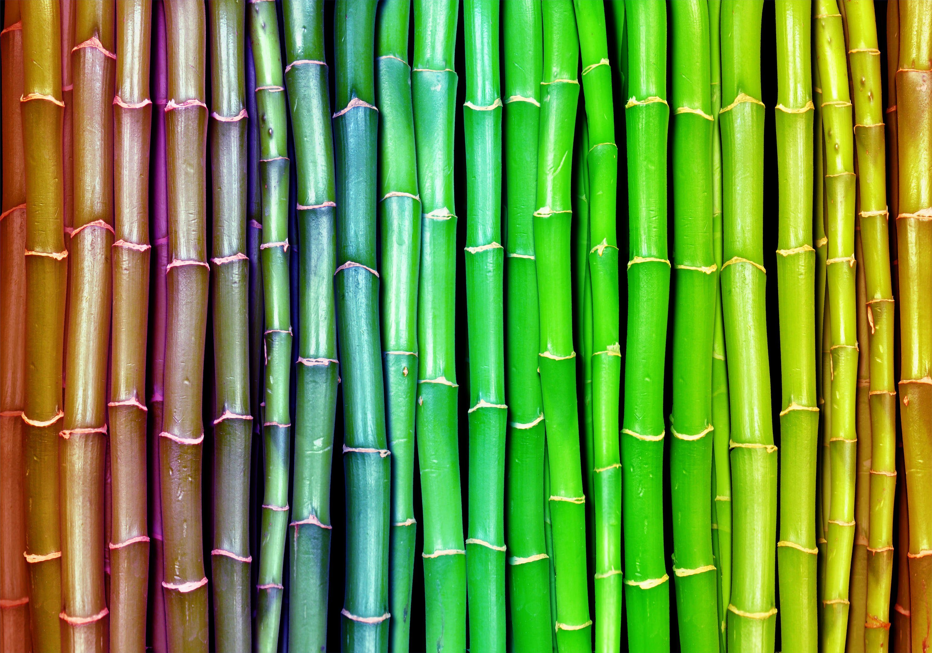 wandmotiv24 Fototapete Bambus-Regenbogen, glatt, Wandtapete, Motivtapete, matt, Vliestapete