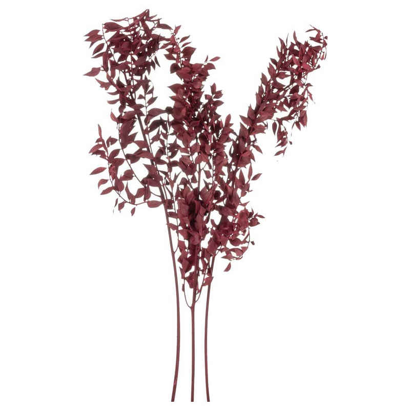 Kunstblume Getrockneter Ruscus Trockenblumen in Bordeaux 70 cm Ruscus, matches21 HOME & HOBBY, Höhe 70 cm