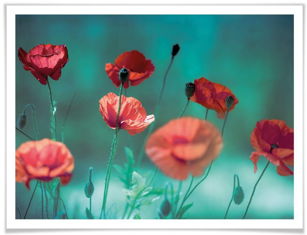 Wall-Art Poster (1 St) Aquamarin, Pflanzen Mohn