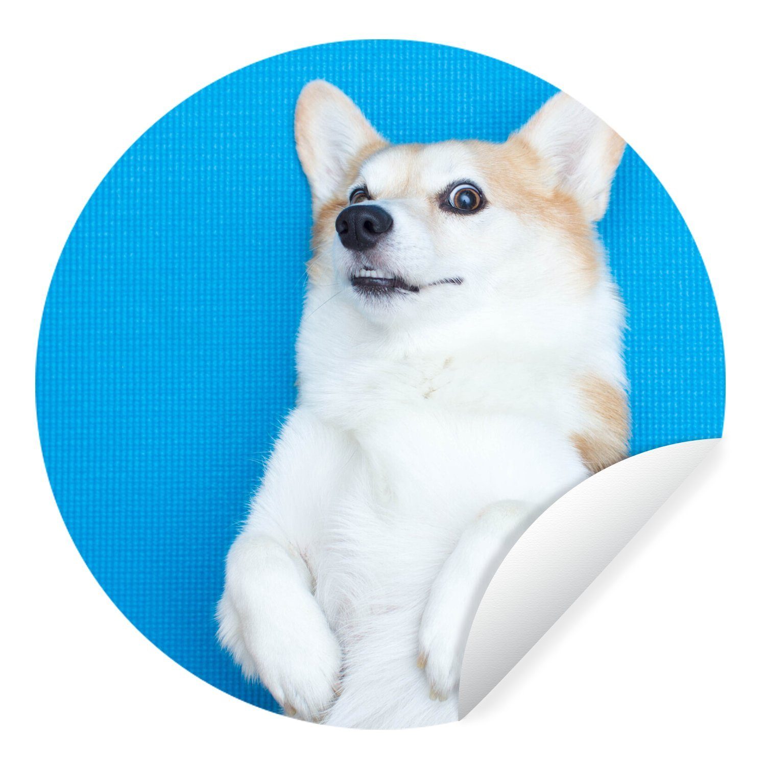 MuchoWow Wandsticker Corgi auf einer Yogamatte (1 St), Tapetenkreis für Kinderzimmer, Tapetenaufkleber, Rund, Wohnzimmer