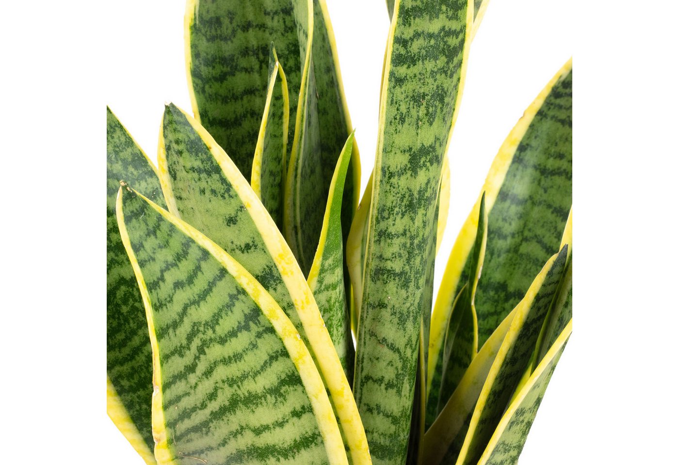 Thumbnail - Flowerbox Zimmerpflanze Bogenhanf - Sansevieria trifasciata Laurentii, 2er-Set, pflegeleicht - Höhe ca. 35 cm, Topf-Ø 12...
