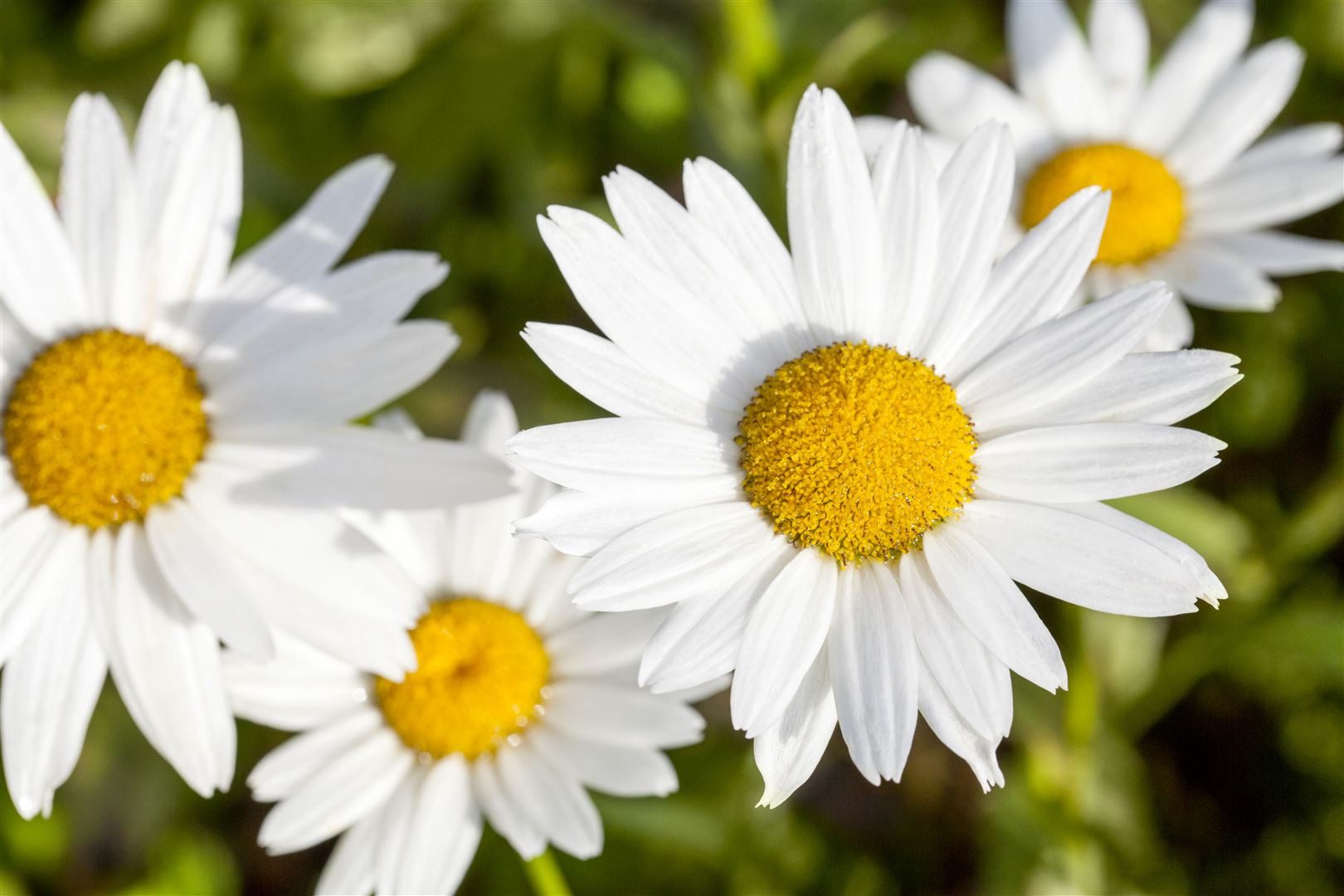 Pflanzen für Dich Staude Leucanthemum vulgare, 1 St., Margerite, Wiesen-Margerite, Gemeine Margerite