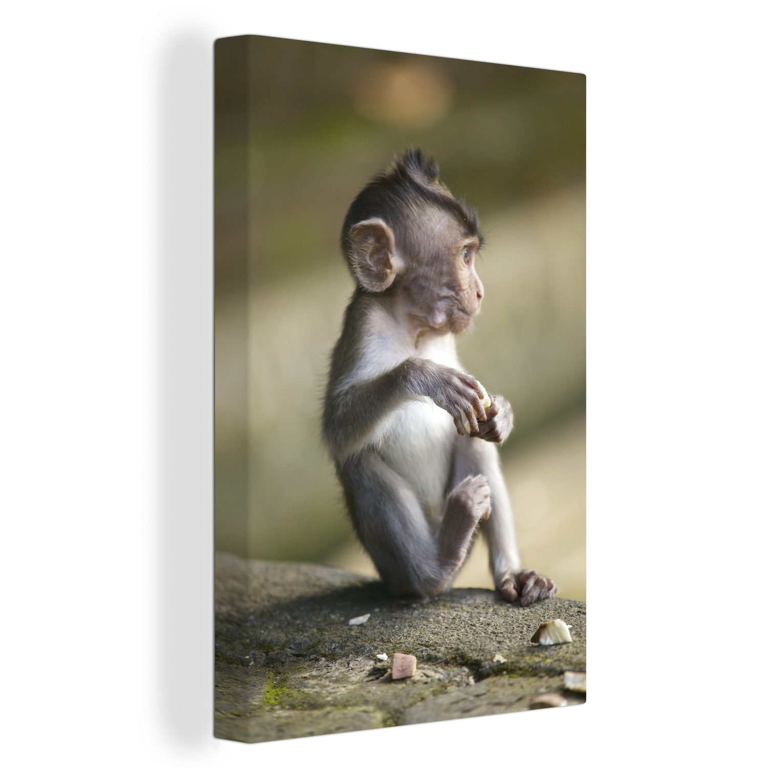 OneMillionCanvasses® Leinwandbild Ein Affenbaby sitzt auf einem Felsen, (1 St), Leinwandbild fertig bespannt inkl. Zackenaufhänger, Gemälde, 20x30 cm