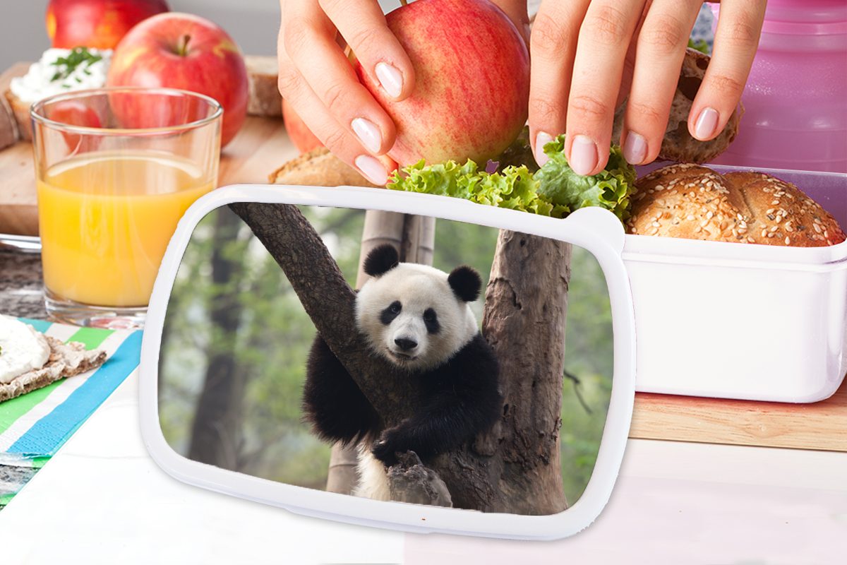 Erwachsene, - und Kunststoff, und (2-tlg), Wald, Mädchen Jungs für MuchoWow Kinder Brotbox Panda weiß Baum Brotdose, für - Lunchbox