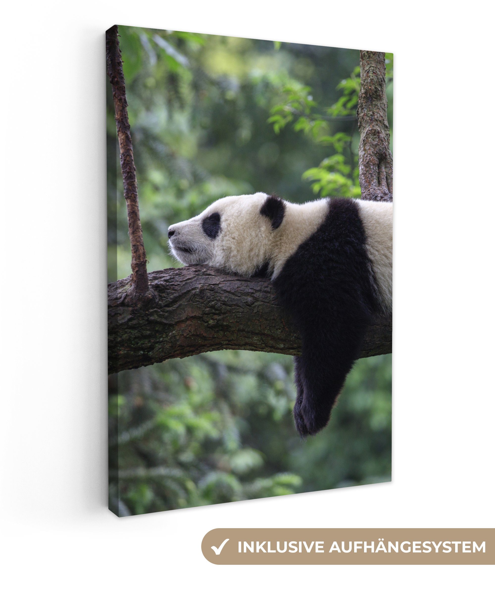 OneMillionCanvasses® Leinwandbild Panda - Baum - Tiere - Natur, Fotodruck ( günstig online kaufen
