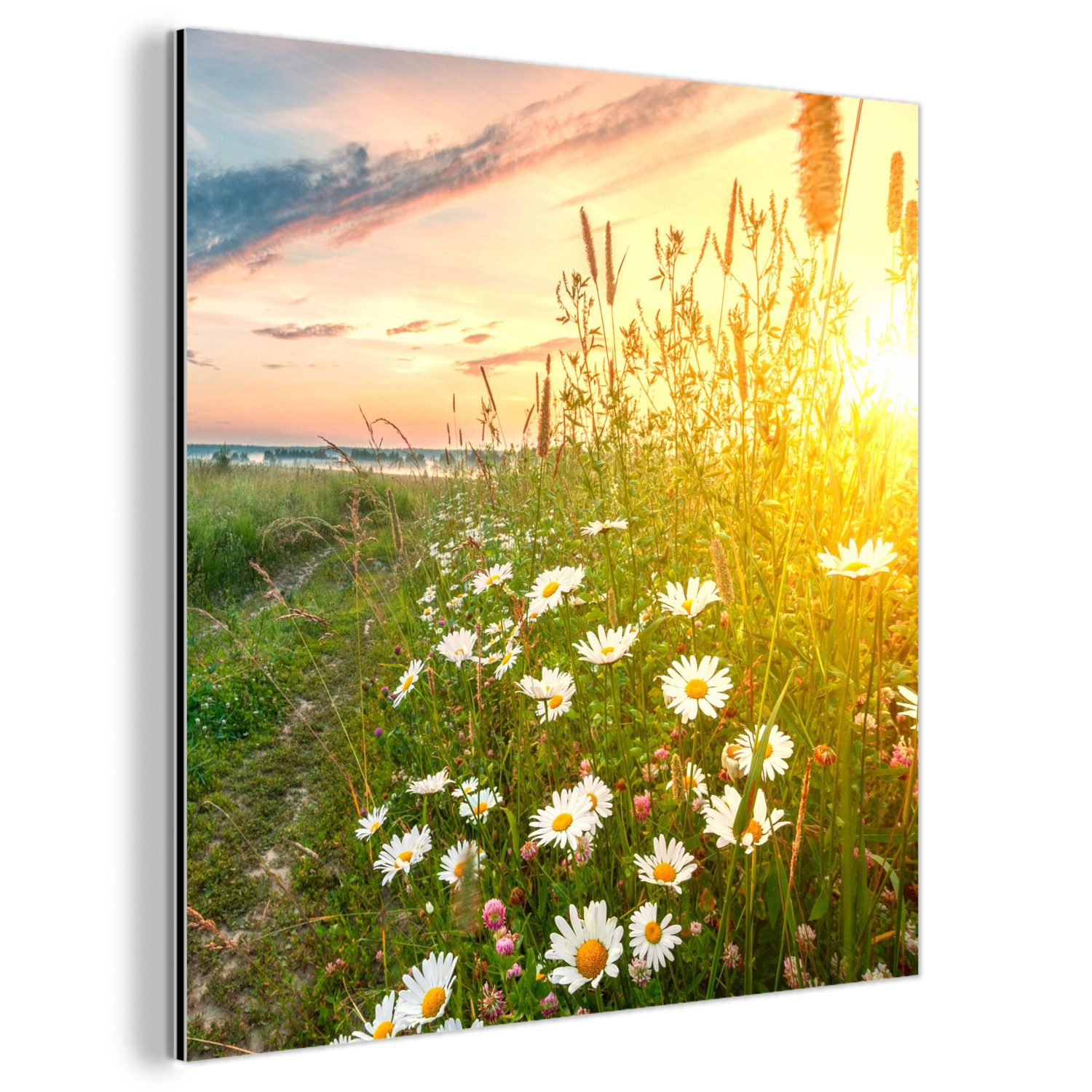 MuchoWow Metallbild Blumen - Gänseblümchen - günstig online kaufen