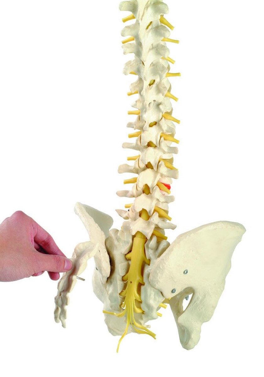 Cranstein Scientific Dekoobjekt Wirbelsäule Anatomie Modell lebensgroß Oberschenkelstümpfen Os Sacrum