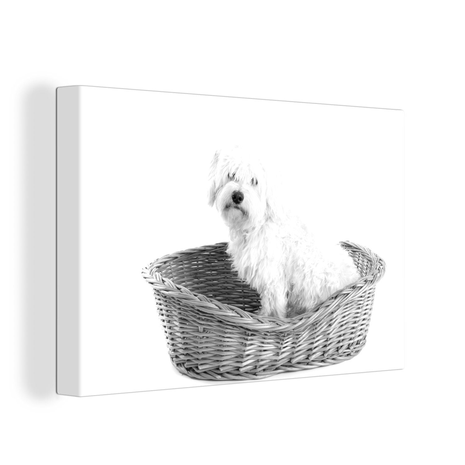 OneMillionCanvasses® Leinwandbild Malteser in einem Korb sitzend - schwarz und weiß, (1 St), Wandbild Leinwandbilder, Aufhängefertig, Wanddeko, 30x20 cm