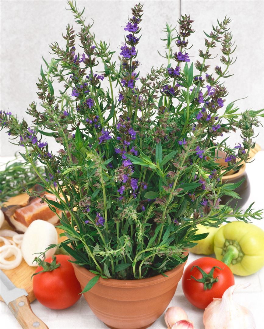 Pflanzen für Dich Staude Hyssopus officinalis, 1 St., Echter Ysop, Ysop günstig online kaufen