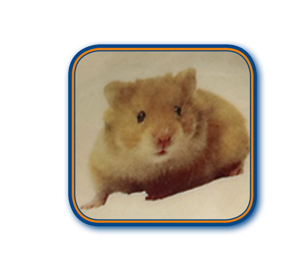 Nobby Futternapf HAMSTER Keramikschale, orange