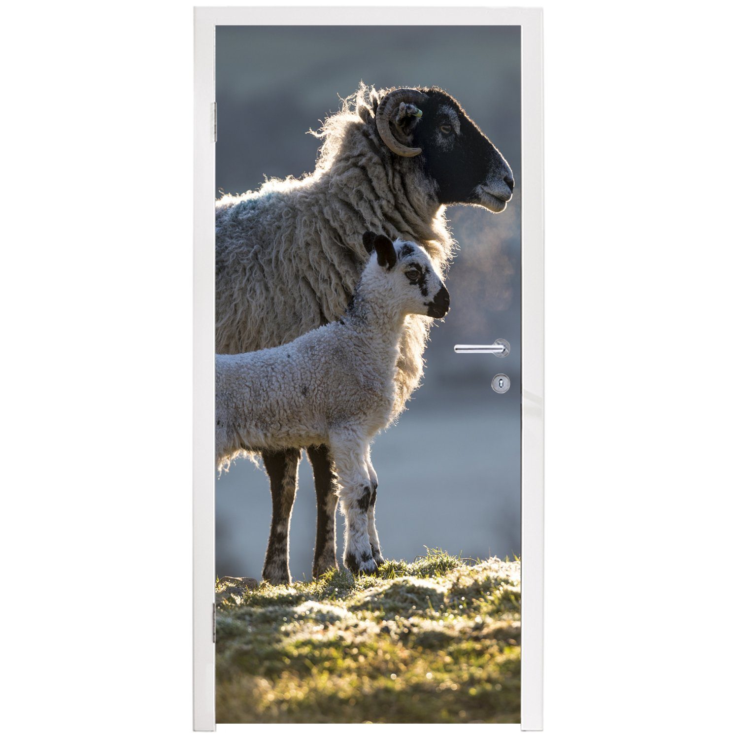 Lamm bedruckt, Türaufkleber, cm MuchoWow Sonne, - Matt, 75x205 Fototapete St), - Tür, für (1 Türtapete Schaf