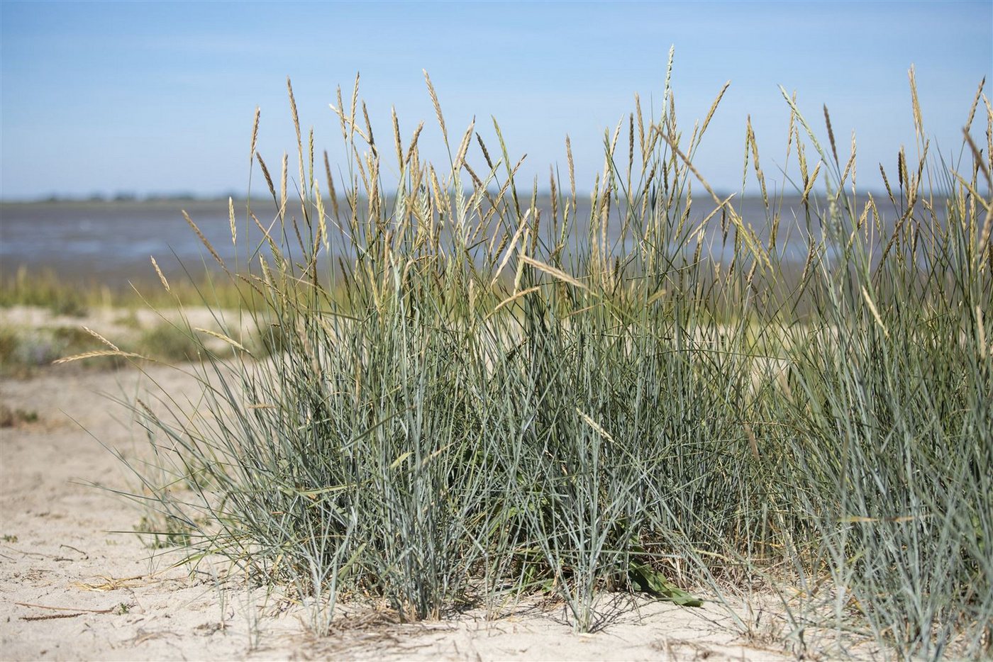 Pflanzen für Dich Gräser Ammophila breviligulata, 1 St., Strandhafer, sandstabilisierend, dürreresistent
