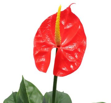 Kunstpflanze Anthurie Kunstblume künstlich im Topf Calla Flamingoblume Rot 1239 Flamingo Blume Anthurium, PassionMade, Höhe 60 cm, Pflanze Blüten Blühpflanze unecht wie echt