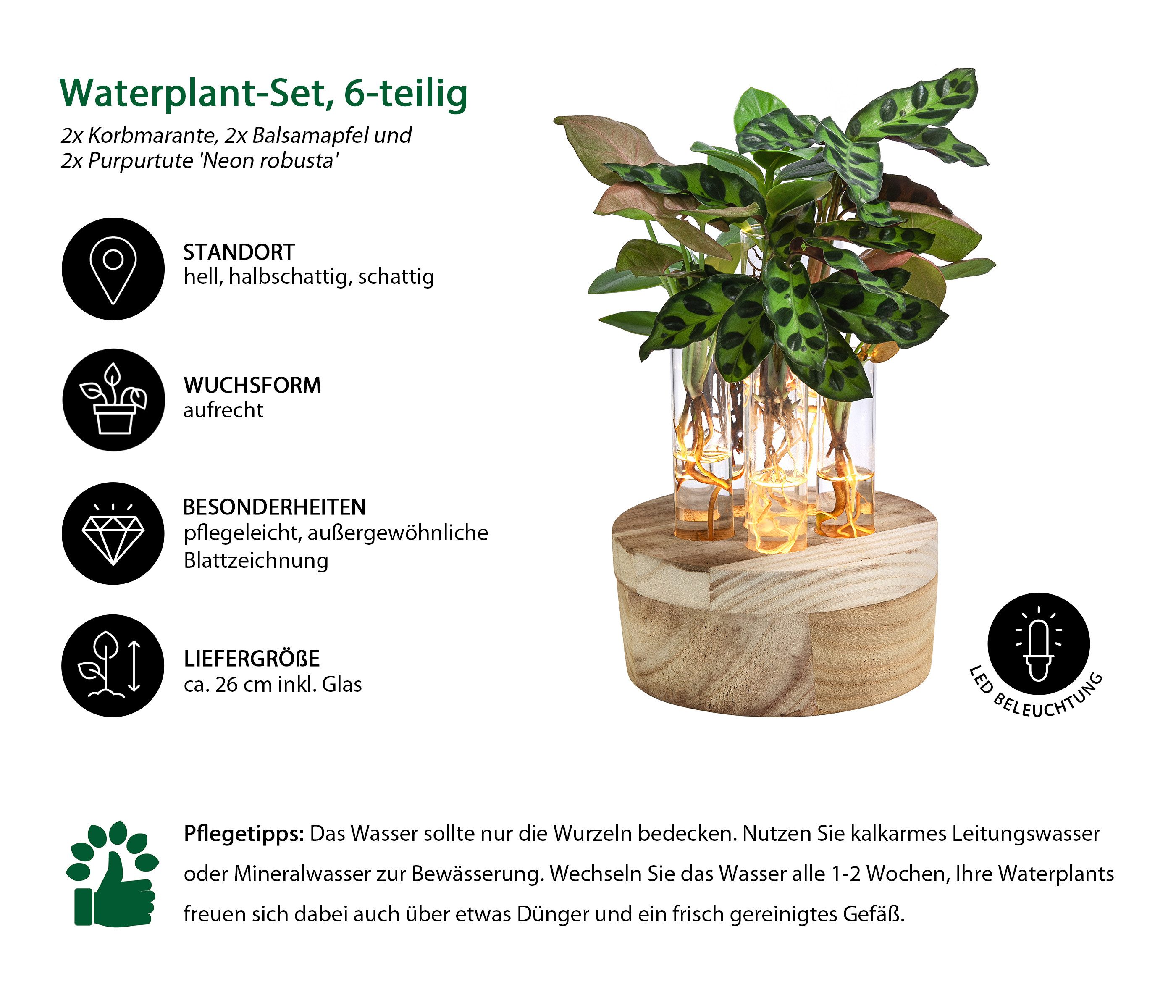 Dehner Zimmerpflanze Waterplant Set 6-tlg., Korbmarante, Balsamapfel, Purpurtute, LED Vase, Wasserpflanzen in Reagenzglas mit Holzständer und LED-Beleuchtung