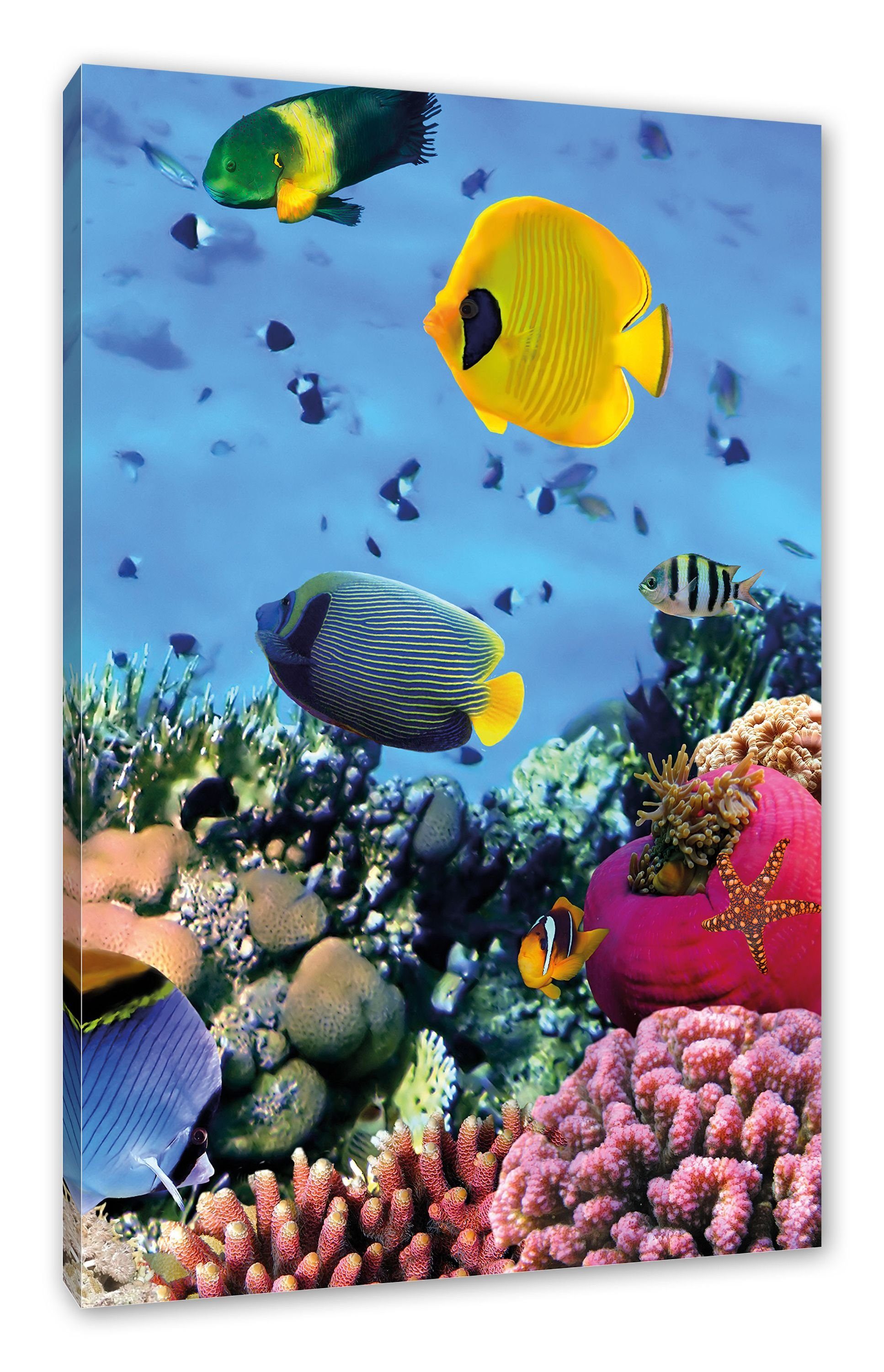 Pixxprint Leinwandbild Fische im Korallenriff inkl. St), Fische Korallenriff, fertig (1 bespannt, im Leinwandbild Zackenaufhänger