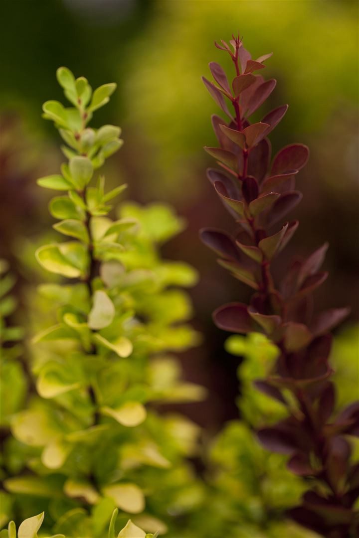Pflanzen für Dich Gehölze Berberis thunb. Red Rocket, 1 St., Thunberg-Berberitze, Rote Säulenberberitze