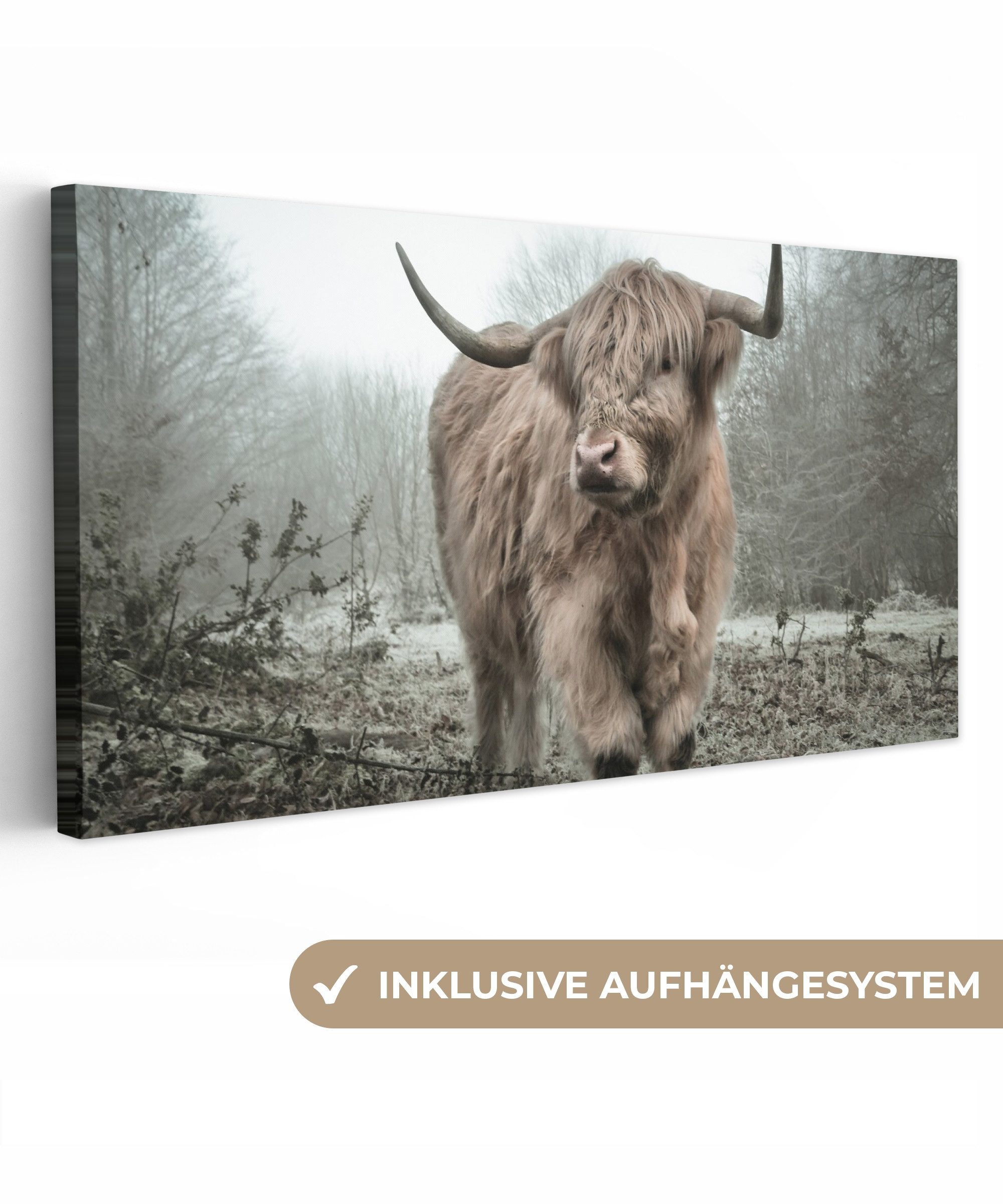 Schottische Highlander - Natur - Herbst - Tiere - Wildtiere - Wald
