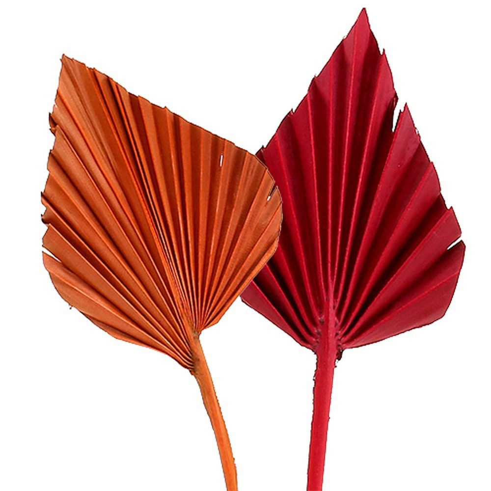 Trockenblume Palmspear Deko-Speer Rot/Orange für Trauerdekoration, 100 Stück, Florists Products, Höhe 1 cm