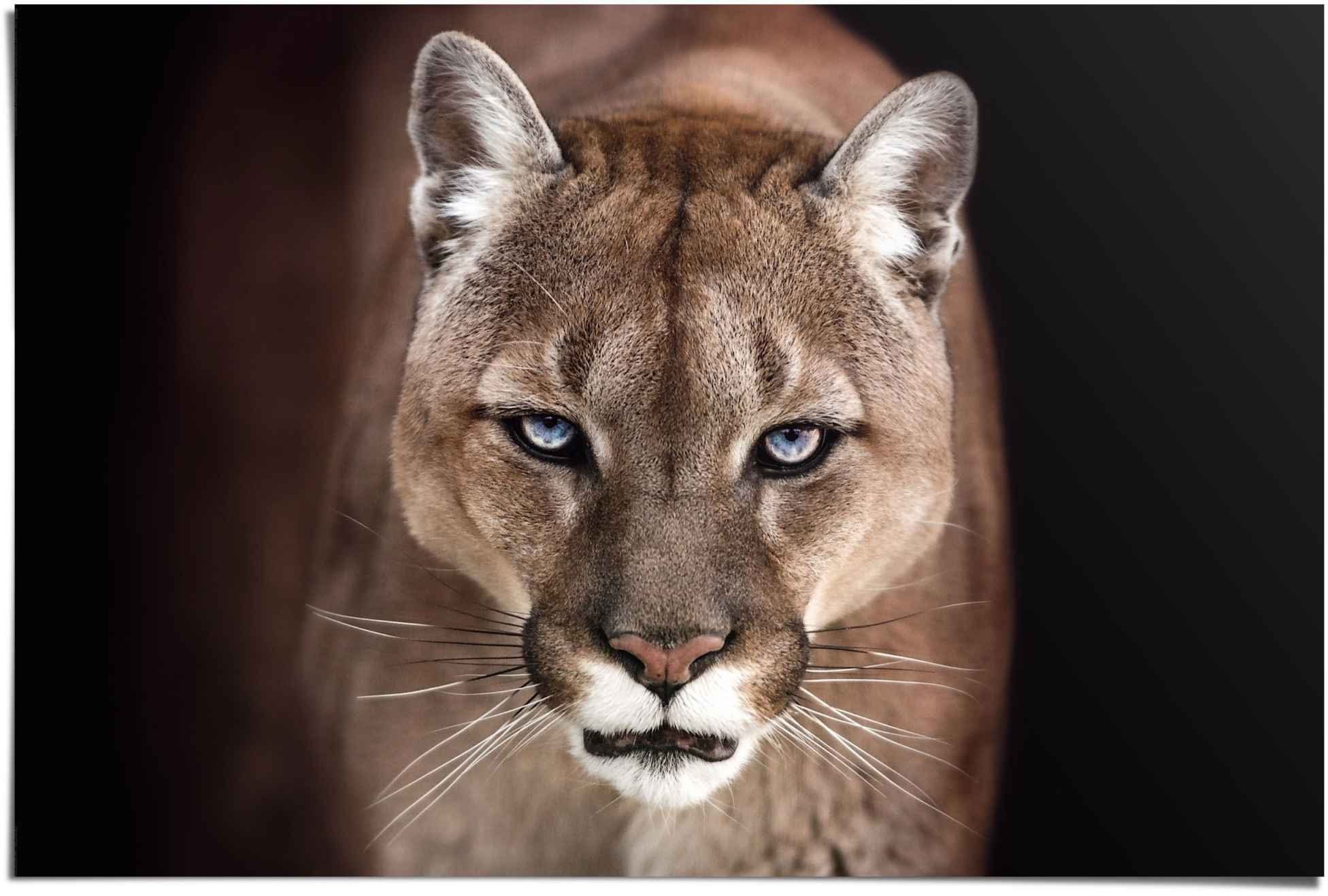 Reinders! Poster »Puma Nahaufnahme«, (1 Stück)-Otto