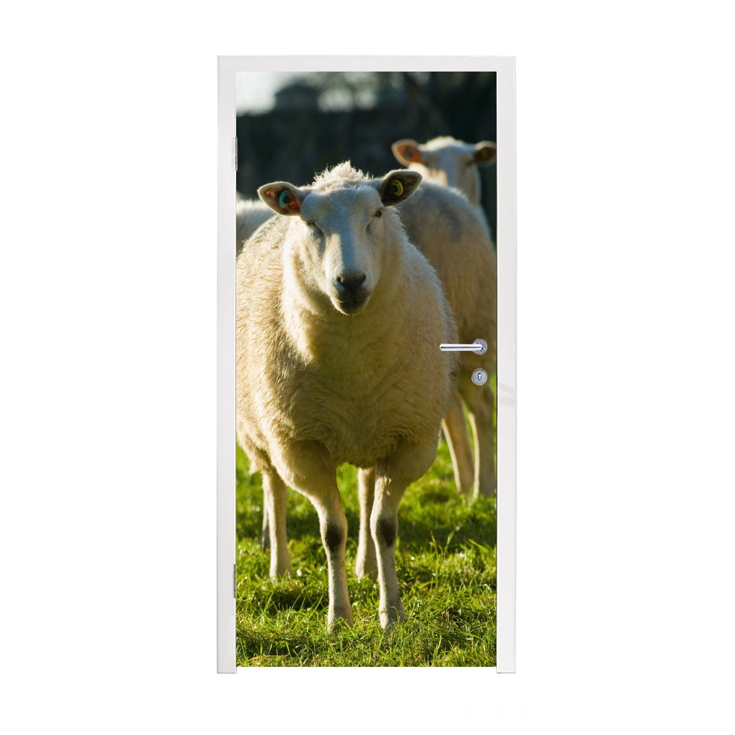 MuchoWow Türtapete Schafe - Tiere - Wolle, Matt, bedruckt, (1 St), Fototapete für Tür, Türaufkleber, 75x205 cm