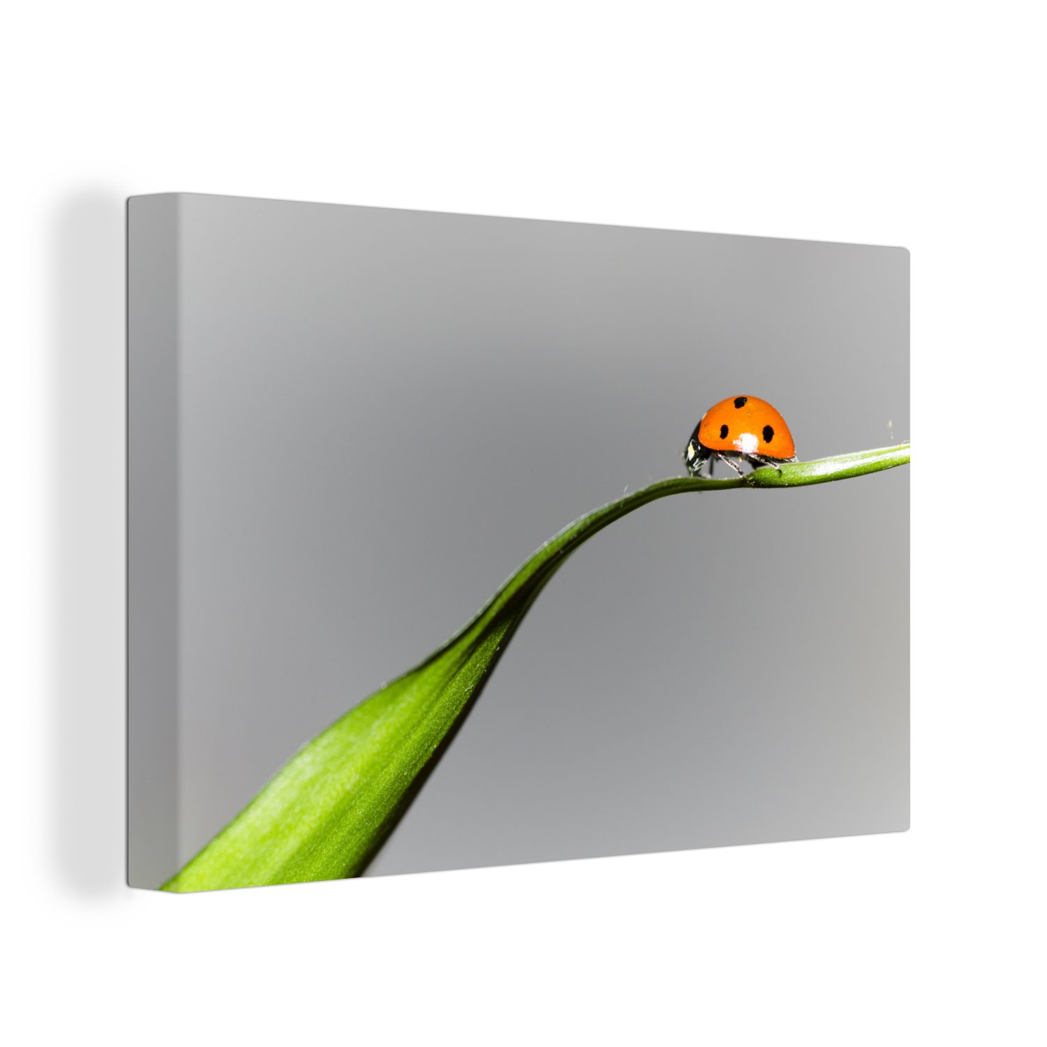 OneMillionCanvasses® Leinwandbild Frühling Marienkäfer auf Gras, (1 St), Wandbild Leinwandbilder, Aufhängefertig, Wanddeko, 30x20 cm