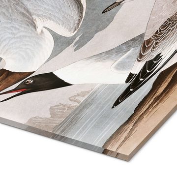 Posterlounge Acrylglasbild John James Audubon, Möwen, Badezimmer Vintage Malerei