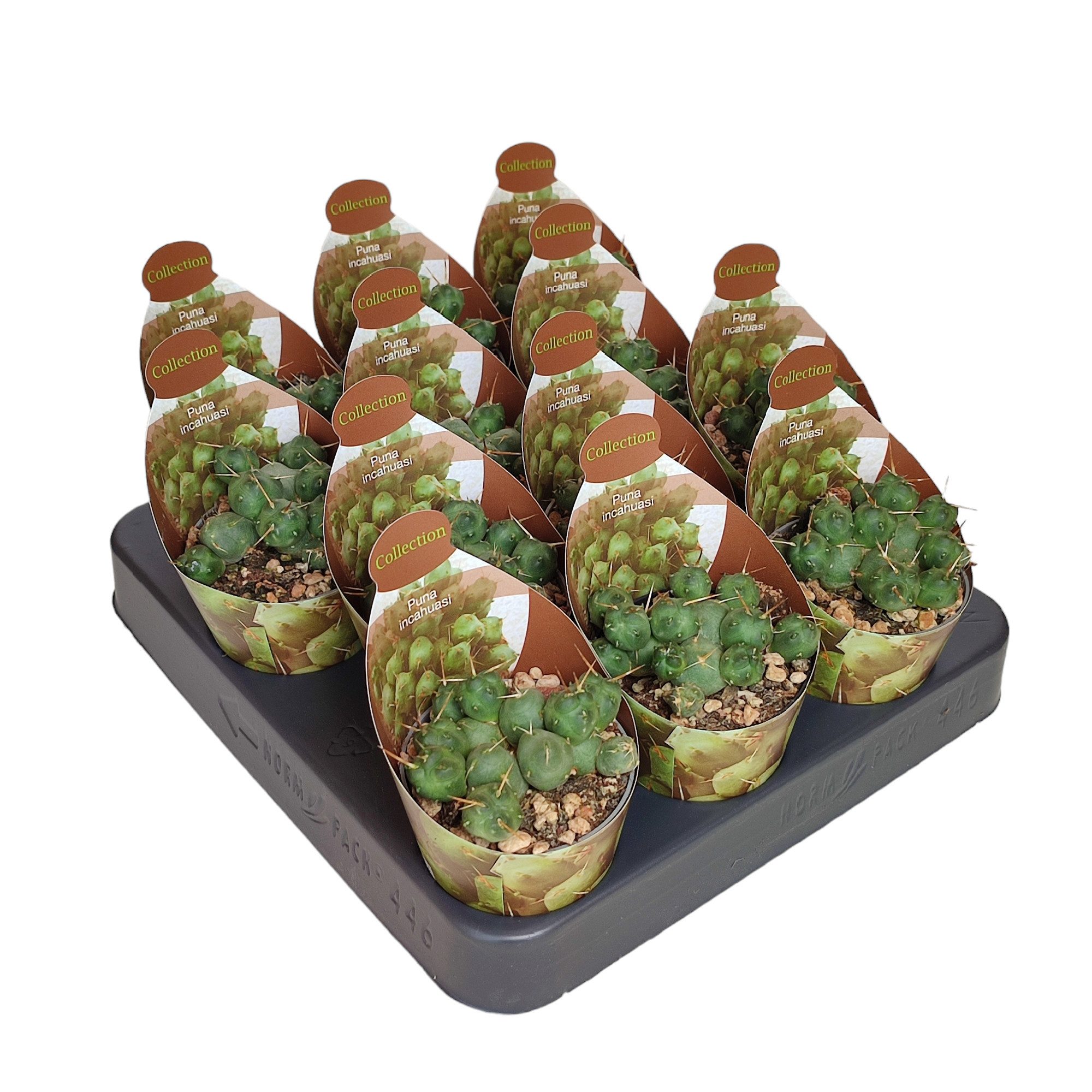 Exotenherz Kaktus Puna incahuasi seltener Kugelkaktus Rarität 6,5cm Topf 15cm hoch