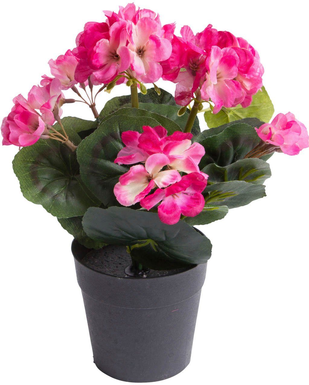 Kunstblume »Geranie mit 6 Stielen« Geranie, Botanic-Haus, Höhe 26 cm-Otto