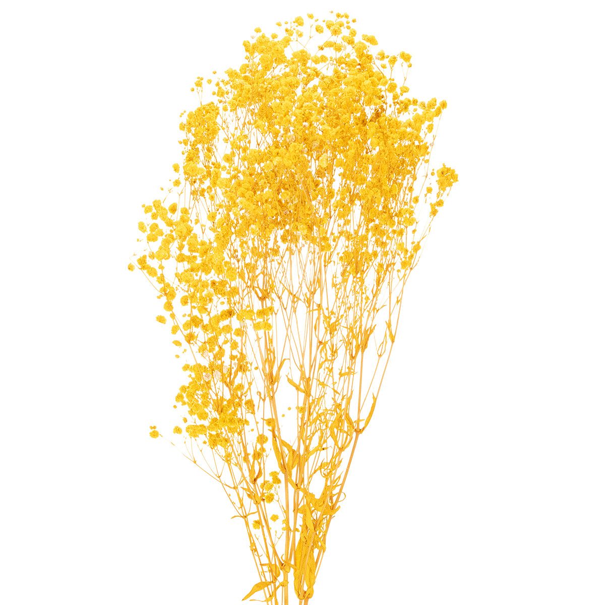 Trockenblume Eleganter Trockenblumenstrauß Schleierkraut für stilvolle, Florists Products, Höhe 70 cm