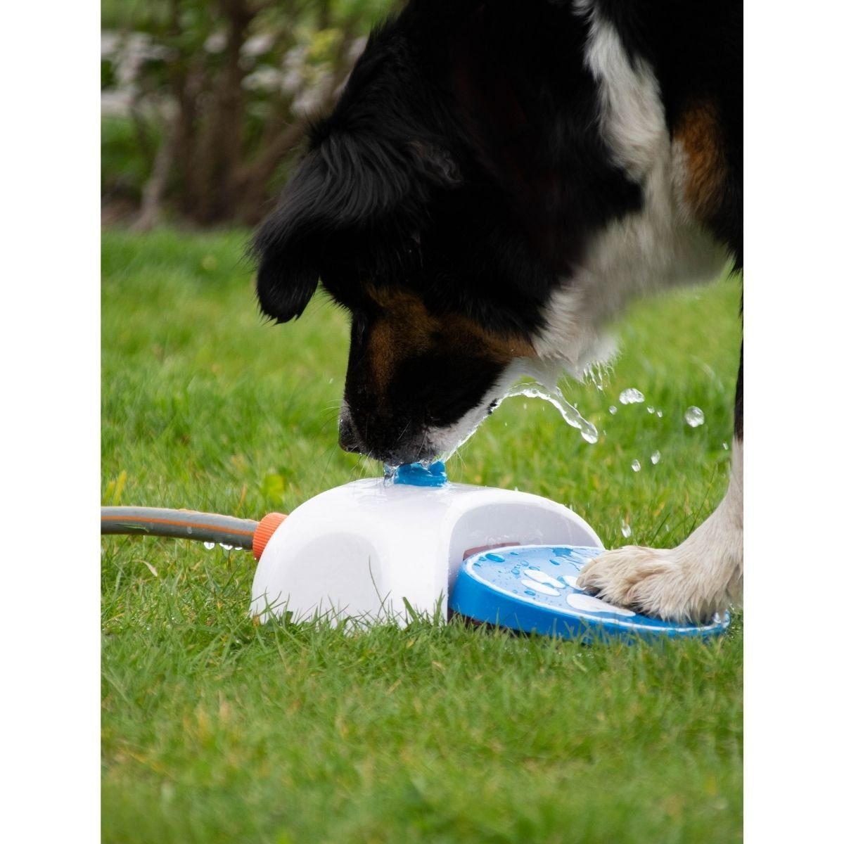 CoolPets Trinkautomat CoolPets Splash Water Fountain, günstig online kaufen