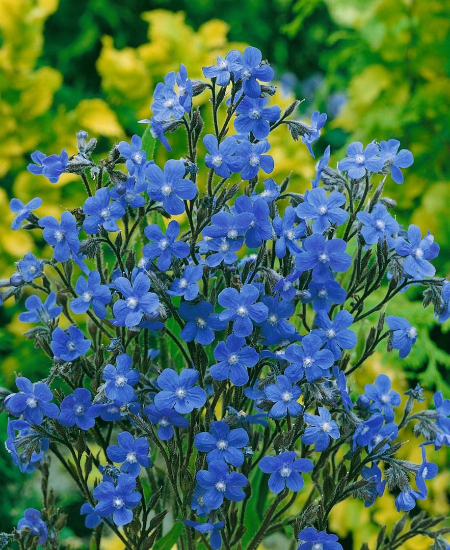 Pflanzen für Dich Staude Anchusa azurea Dropmore, 1 St., Große Ochsenzunge, Italienische Ochsenzunge