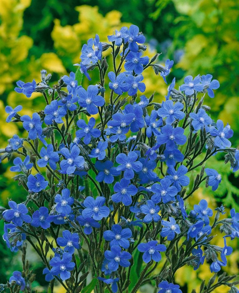 Pflanzen für Dich Staude Anchusa azurea Dropmore, 1 St., Große Ochsenzunge, Italienische Ochsenzunge