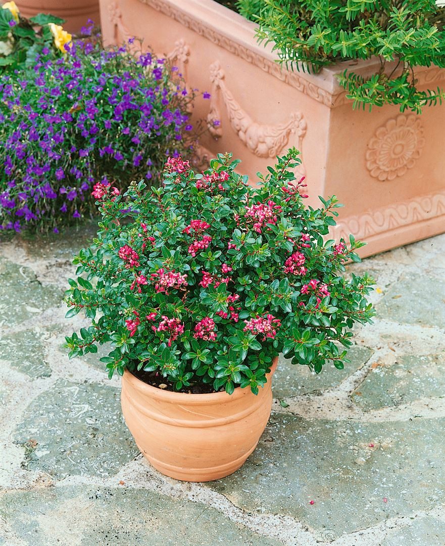 Gehölze Escallonia Red Dream