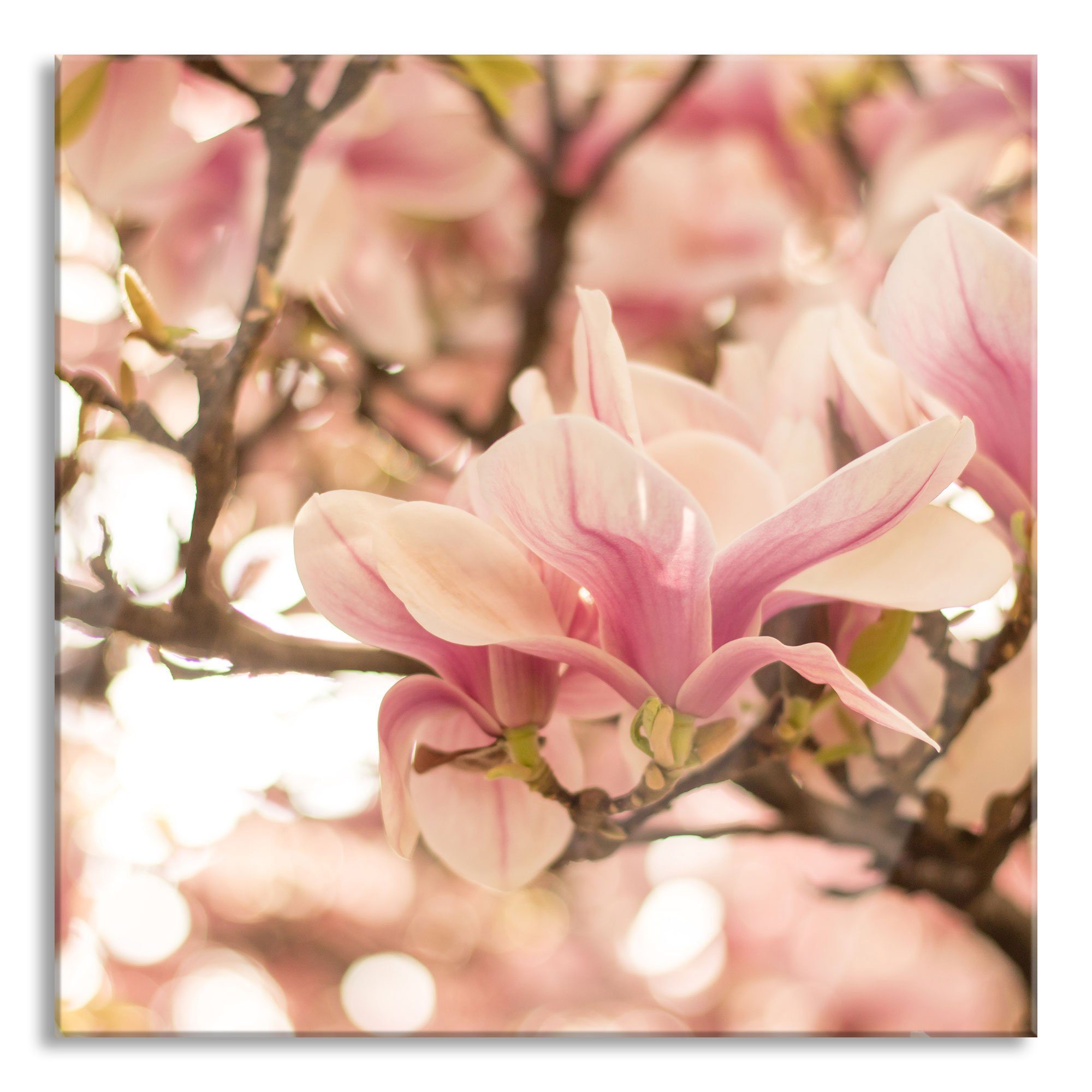 im (1 inkl. und Echtglas, im Frühling, St), Frühling Rosa Magnolienblüten Aufhängungen Glasbild aus Magnolienblüten Glasbild Pixxprint Abstandshalter Rosa