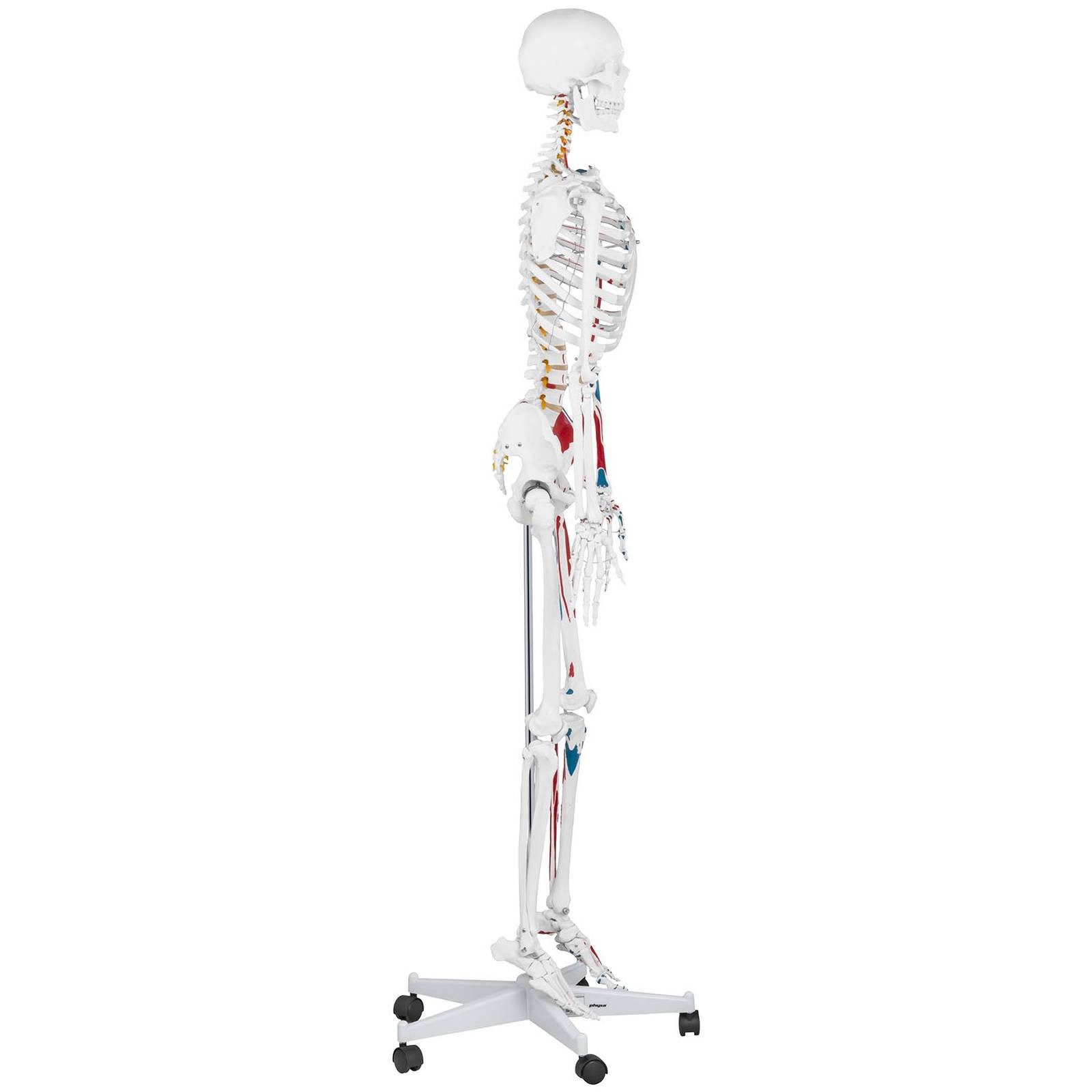 Physa Dekoobjekt Skelett Modell Menschliches Skelett Anatomisches Modell Skelett – Bild 4 von 5