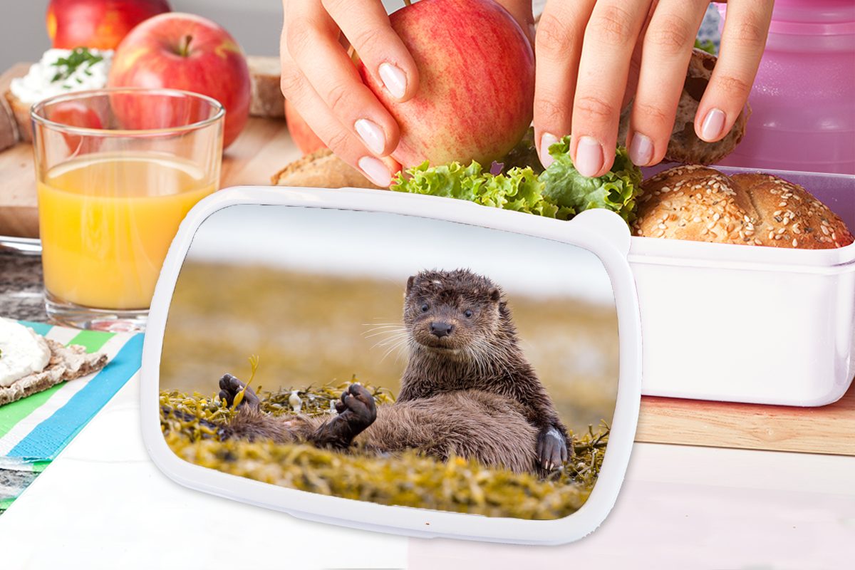 Kunststoff, weiß Schottische und für Otter, MuchoWow und Jungs Kinder Brotbox Brotdose, (2-tlg), für Mädchen Erwachsene, Lunchbox