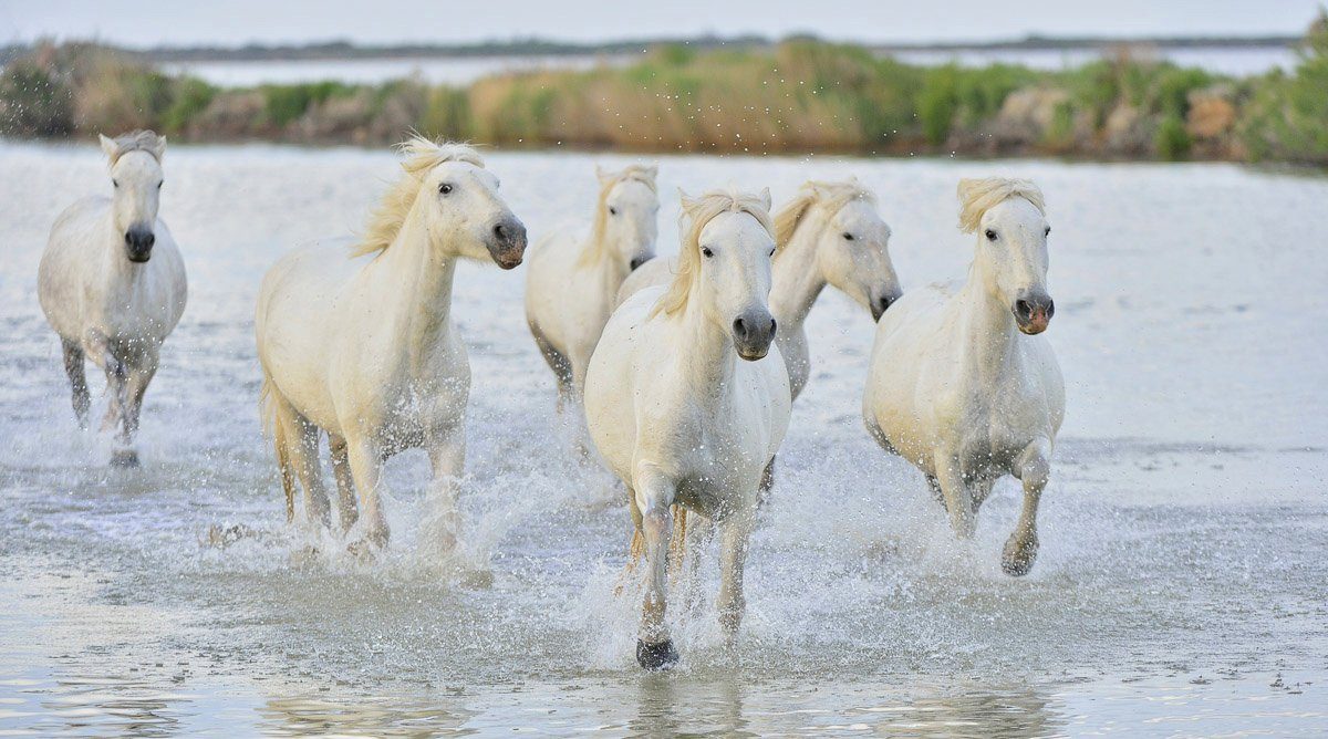 Papermoon im Wasser Fototapete Pferde