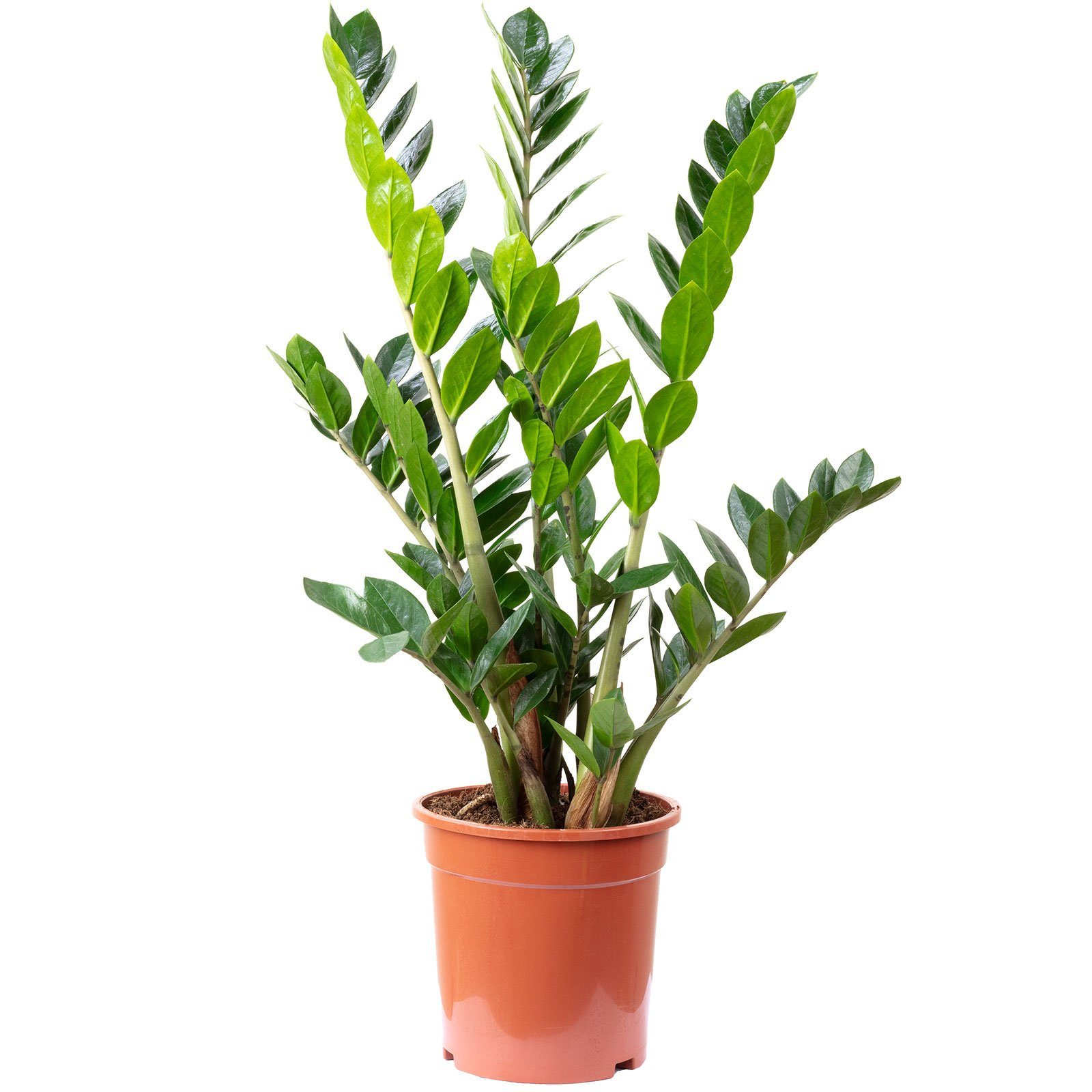 Flowerbox Zimmerpflanze Glücksfeder - Zamioculcas zamiifolia 9+, - Höhe 90 cm, Topf-Ø 21 cm. € 54,19
