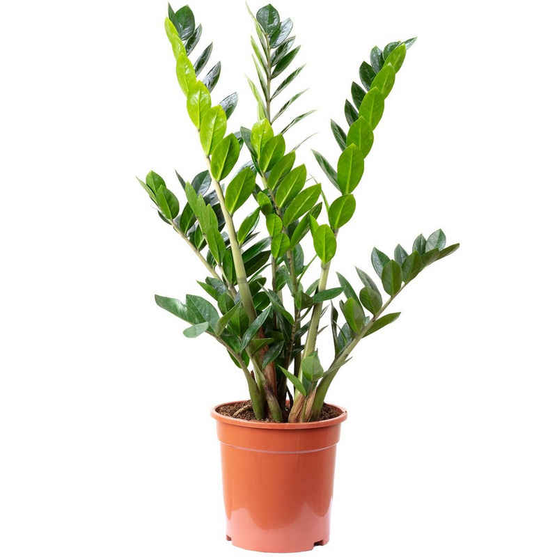 Flowerbox Blumentopf »bepflanzt mit Zimmerpflanze Glücksfeder - Zamioculcas zamiifolia 9+ - Höhe 90 cm, Topf-Ø 21 cm«
