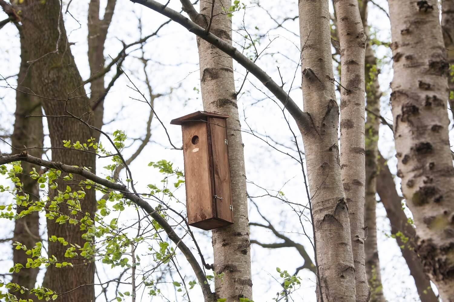 Esschert Design Nistkasten Weiß - Blaumeisen Vogelhaus 19x18x31cm Aus Kiefernholz