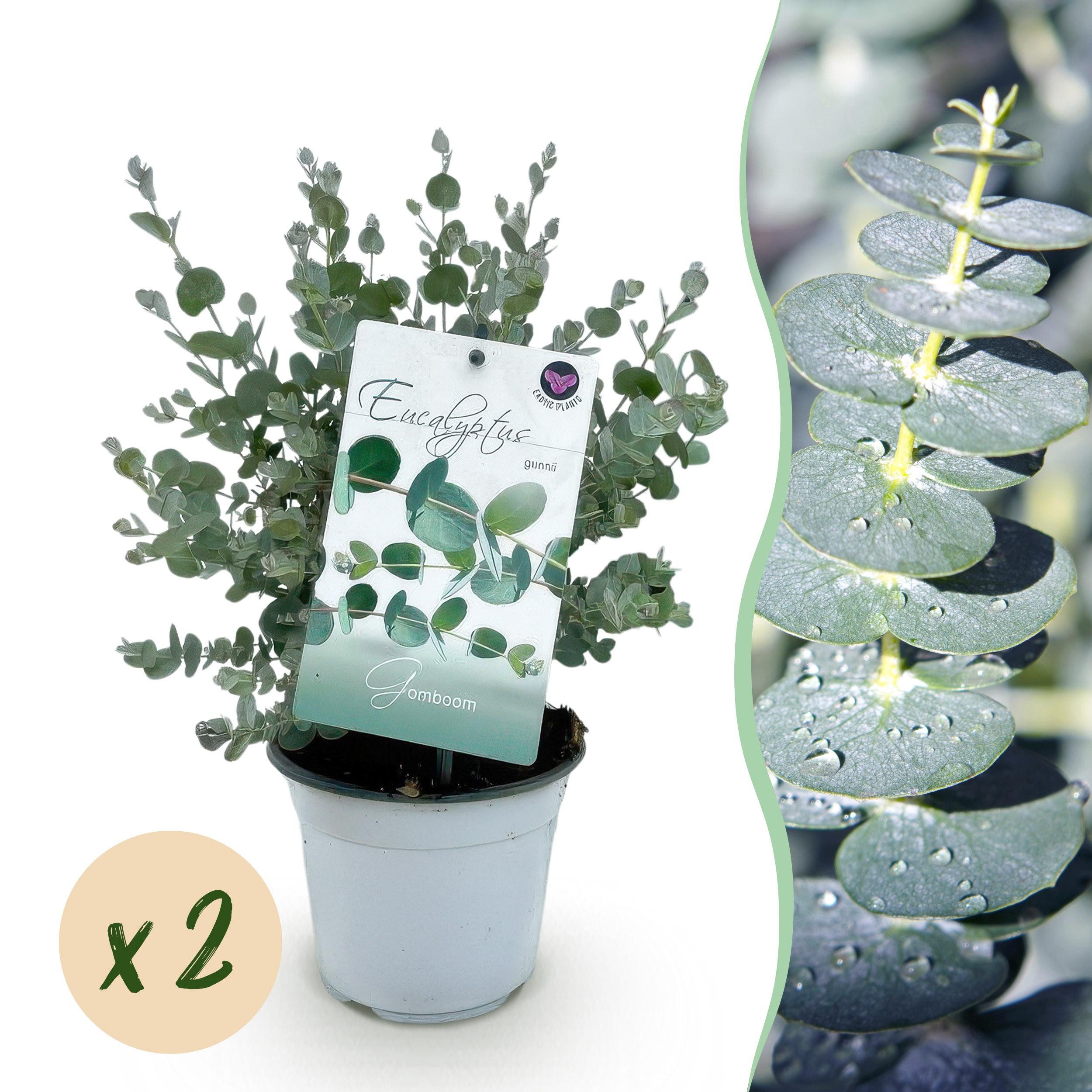 Exotenherz Kübelpflanzen Eukalyptus Eucalyptus gunni 2er Set winterhart 14cm Topf Höhe 30cm – Bild 4 von 5