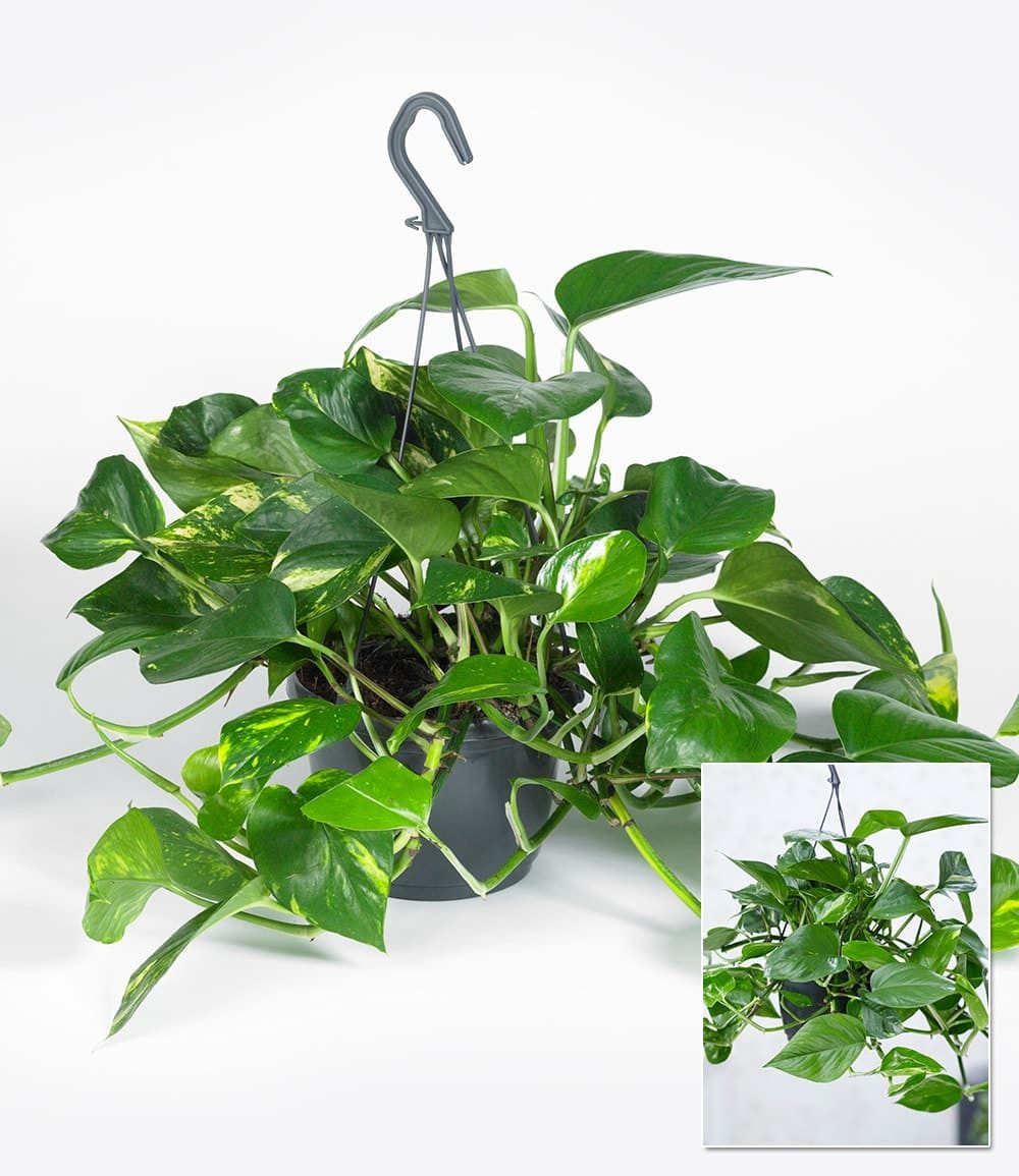 BALDUR Garten Zimmerpflanze Hängepflanze Efeutute, 1 St., Kletterpflanze, pflegeleicht, robust