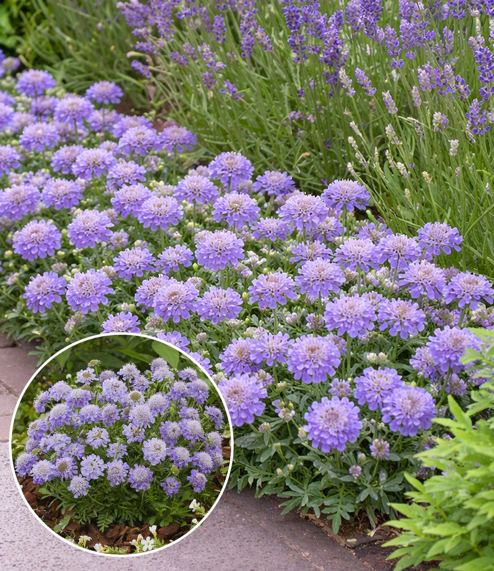 BALDUR Garten Staude Scabiose 'Blue Eyes®', 1 St., Skabiose,winterhart, blütenreich, kompakt, robust