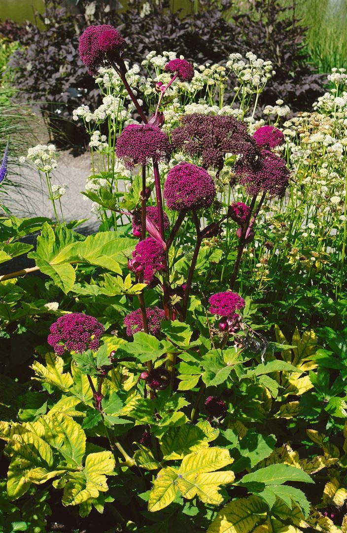 Pflanzen für Dich Staude Angelica gigas, 1 St., Koreanische Engelwurz