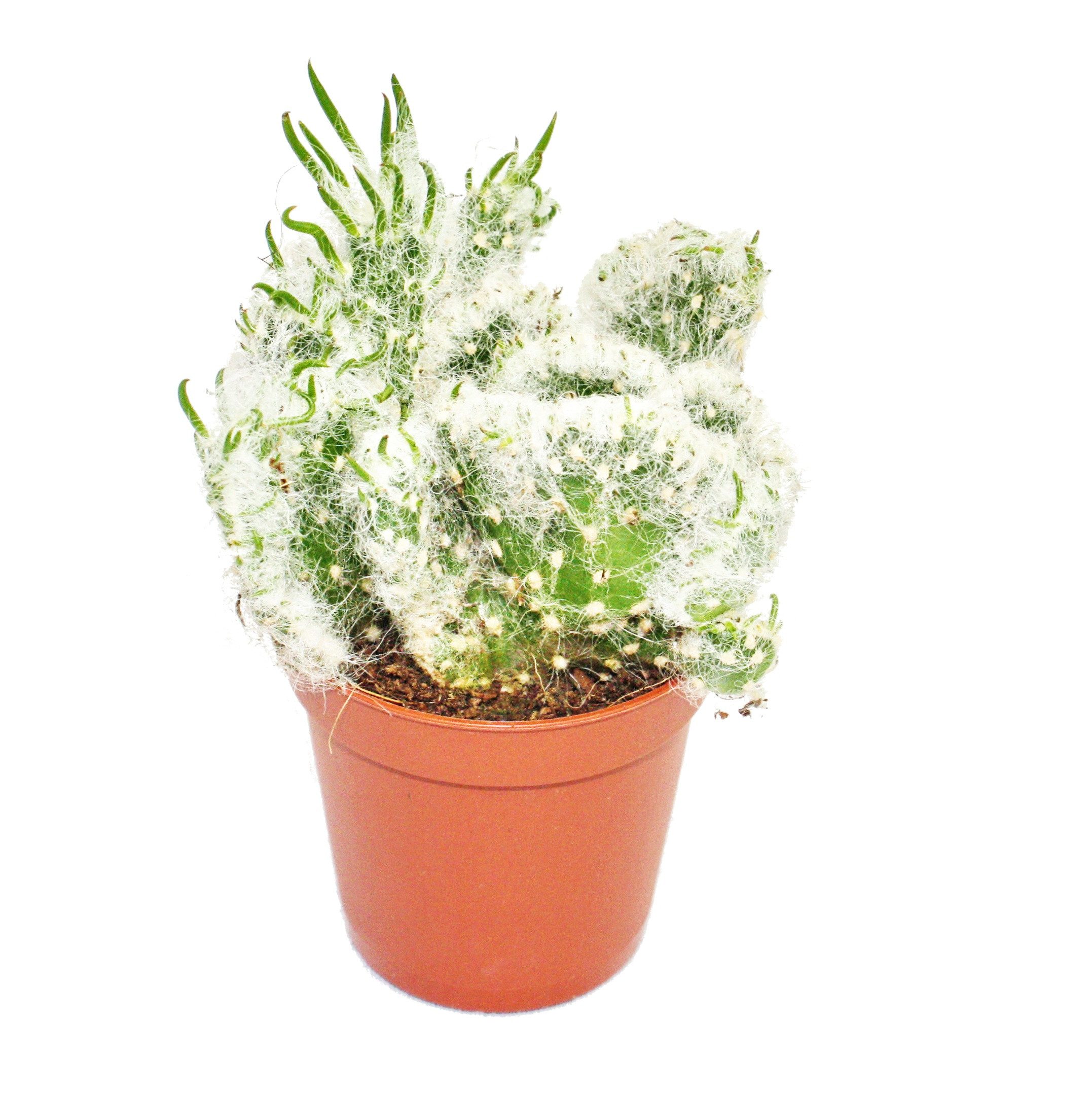 Exotenherz Kaktus Opuntia vestida cristata - Kammform - im 8,5cm Topf günstig online kaufen