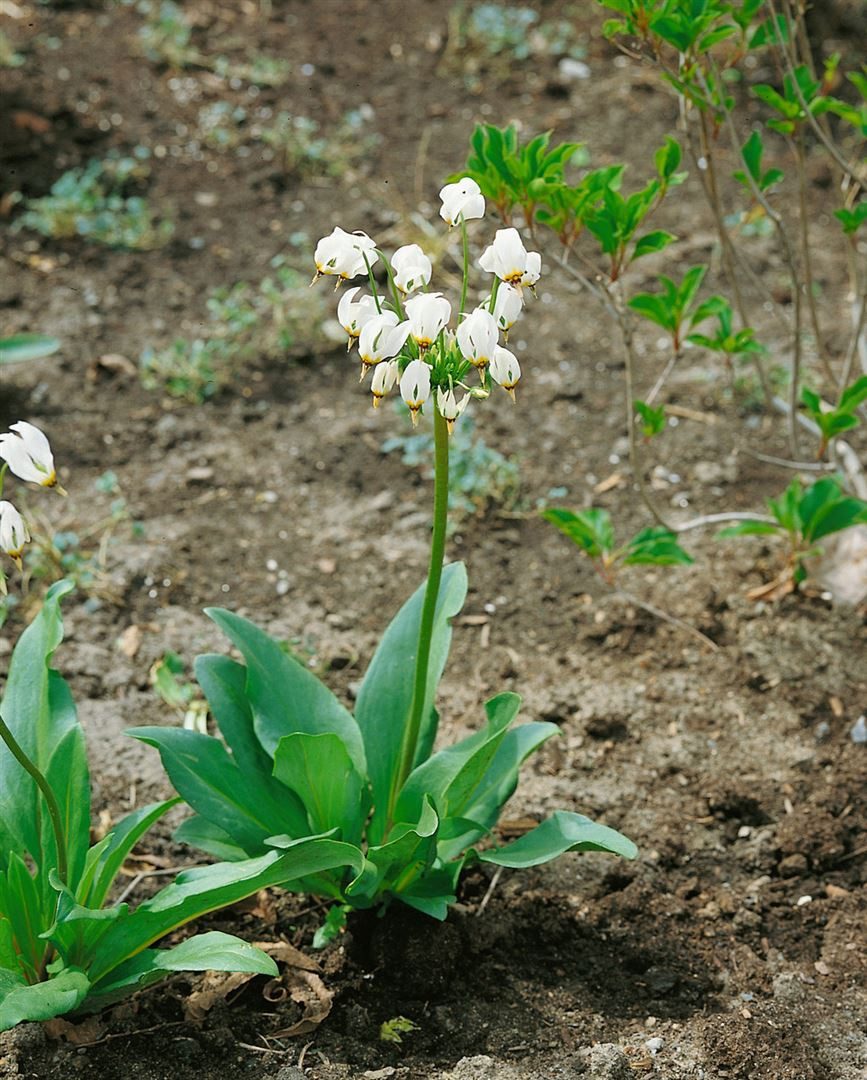 Pflanzen für Dich Staude Dodecatheon meadia Alba, 1 St., Alpenveilchenprimel, Sternschnuppenblume